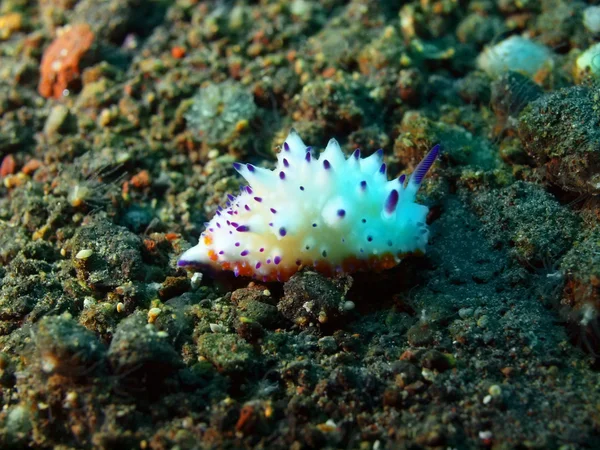 True sea slug — Stock Photo, Image