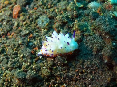 Gerçek deniz yaratığı