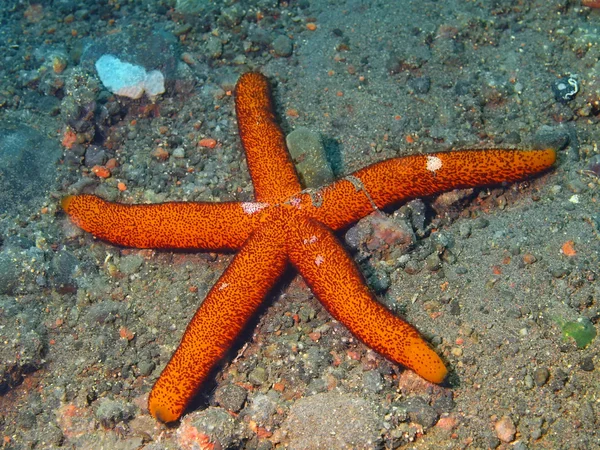 Starfish — Stock Photo, Image