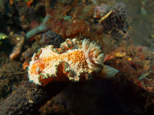 Verdadera babosa marina — Foto de Stock