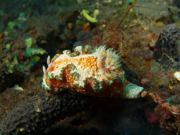 True sea slug — Stock Photo, Image