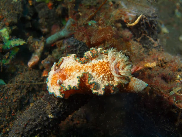 Настоящий морской слизняк — стоковое фото