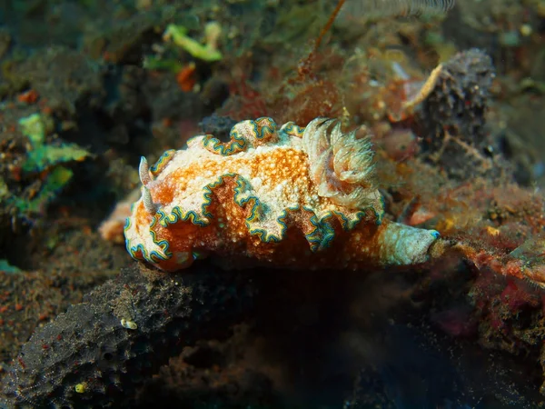 True sea slug — Stock Photo, Image