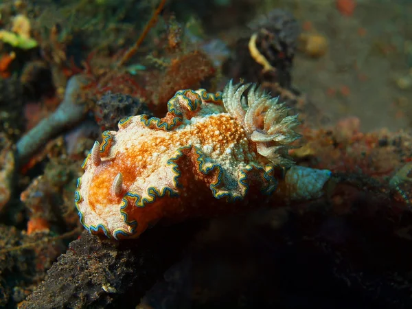 Настоящий морской слизняк — стоковое фото