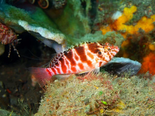 La pequeña percha — Foto de Stock