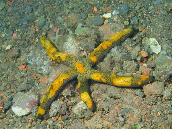 Starfish — Stock Photo, Image