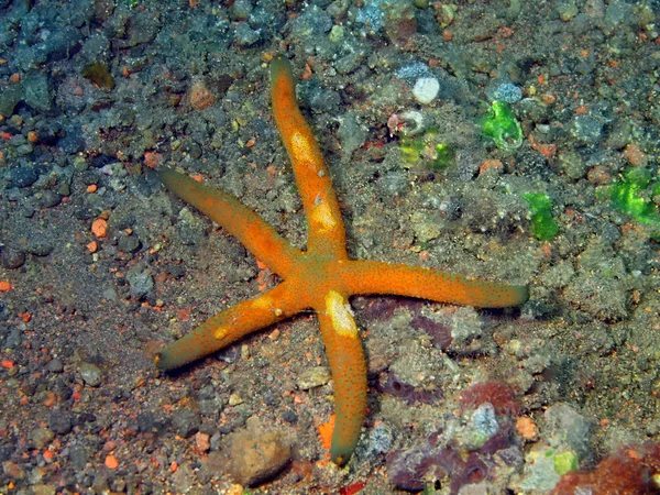 Zeesterren — Stockfoto