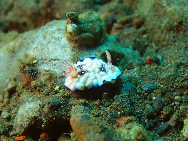 真正的海蛞蝓 — 图库照片