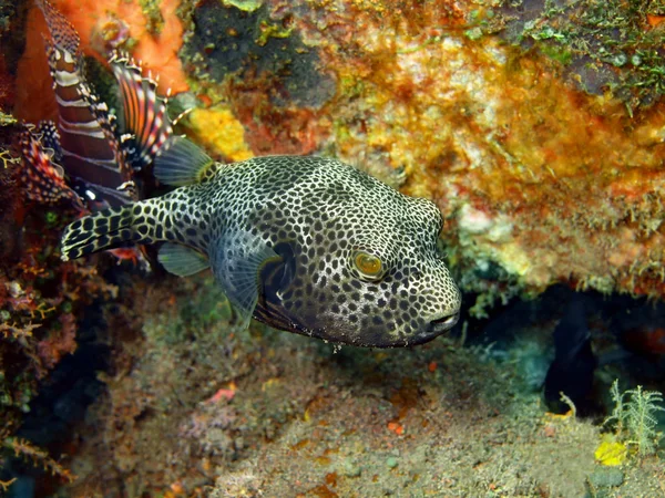 Boxfish — Stok fotoğraf