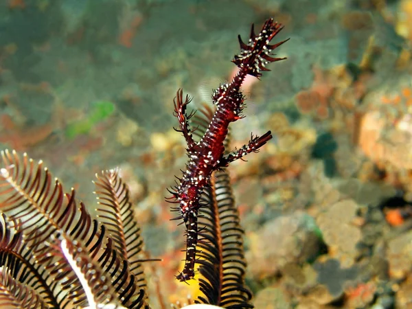 Seahors — Stockfoto