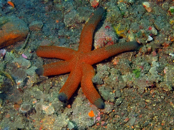 Zeesterren — Stockfoto