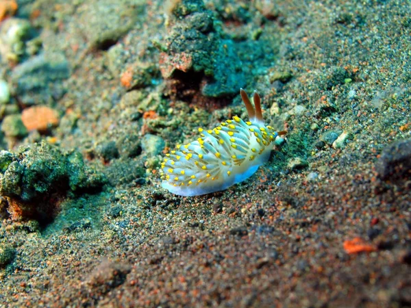 True sea slug — Stock Photo, Image