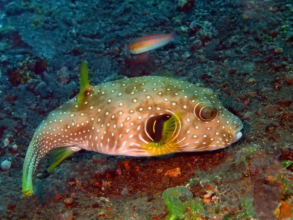 Boxfish — Stok fotoğraf