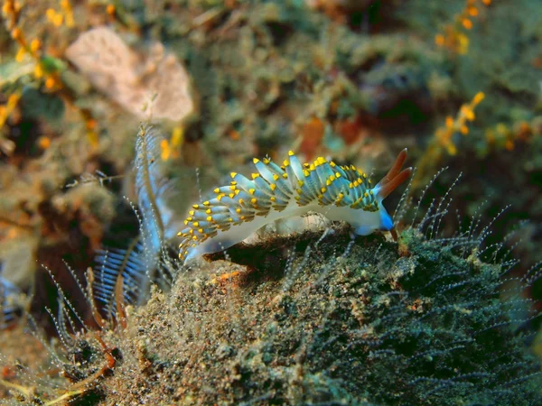 True sea slug — Stock Photo, Image