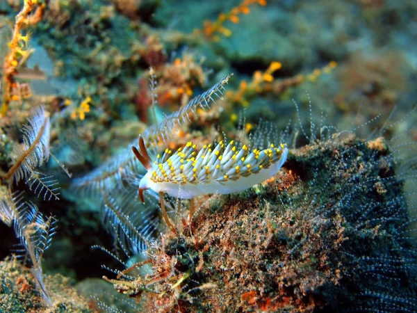 Sanna havet slug — Stockfoto