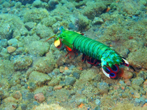 Mantis shrimp — Stock Photo, Image