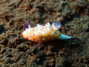 Gerçek deniz yaratığı