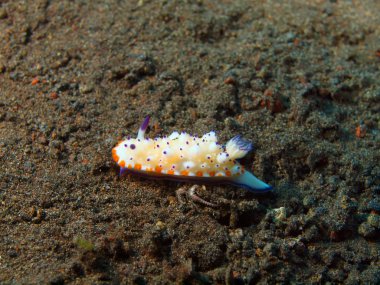 Gerçek deniz yaratığı