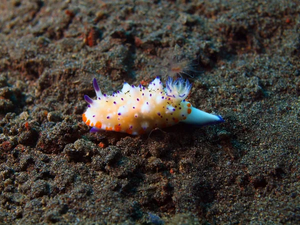 Gerçek deniz yaratığı — Stok fotoğraf