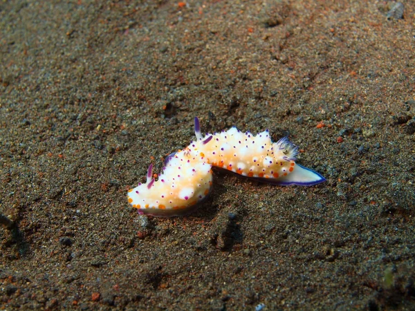 Véritable limace marine — Photo