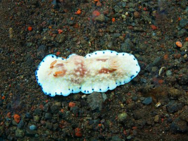 Gerçek deniz yaratığı