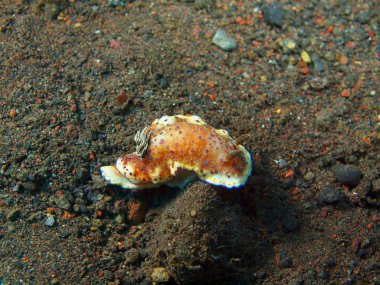 Gerçek deniz yaratığı