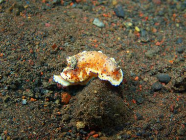 Gerçek deniz yaratığı