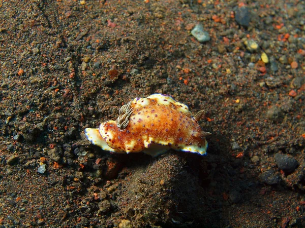 Echte Meeresschnecke — Stockfoto