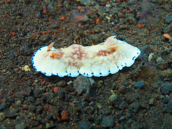 Verdadera babosa marina — Foto de Stock