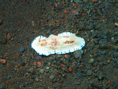 Gerçek deniz yaratığı