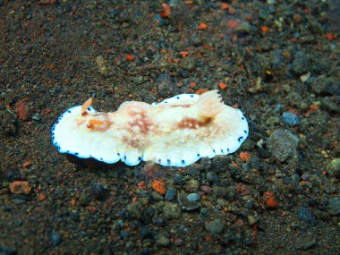 Gerçek deniz yaratığı