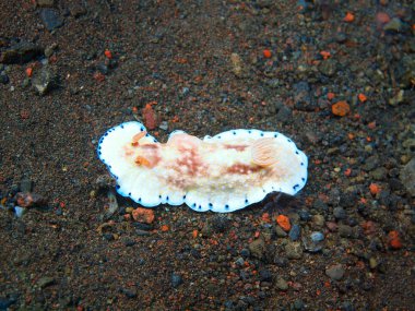 Gerçek deniz yaratığı