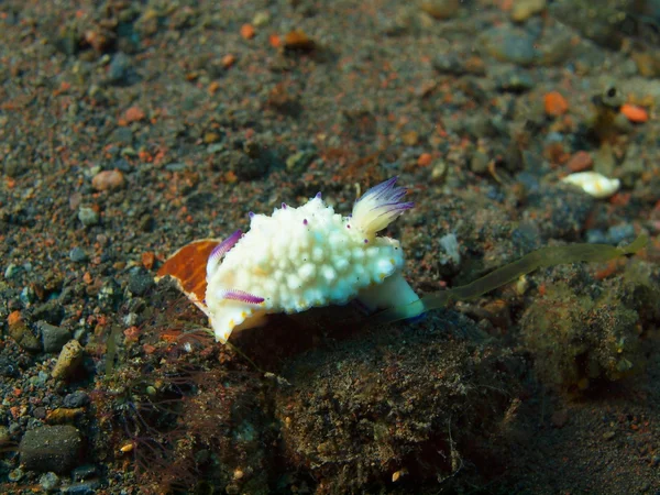 사실 바다 민 달팽이 — 스톡 사진