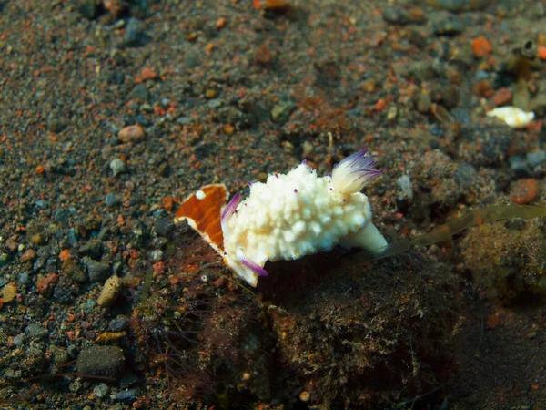 사실 바다 민 달팽이 — 스톡 사진