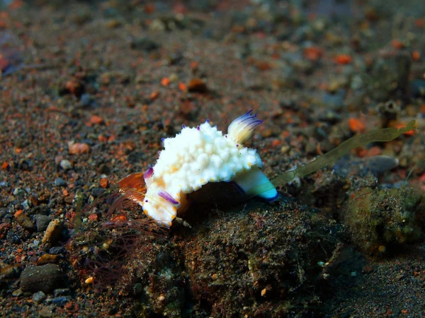 Vere lumache di mare — Foto Stock