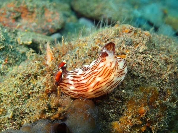 Настоящий морской слизняк — стоковое фото