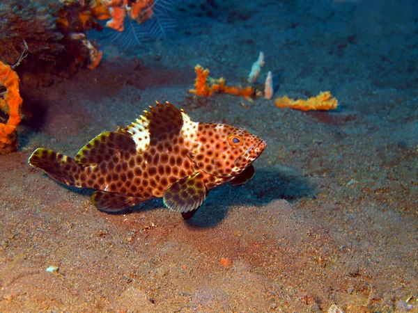 Grouper — Stock Photo, Image