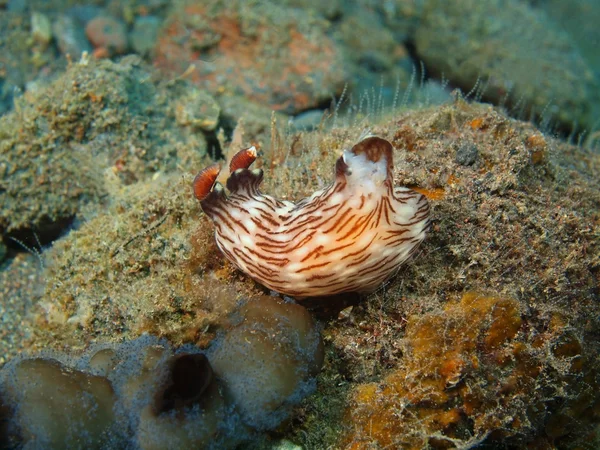 Verdadera babosa marina — Foto de Stock