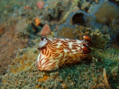 Gerçek deniz yaratığı
