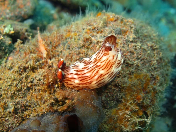 Echte Meeresschnecke — Stockfoto