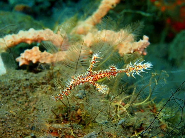 Seahorse — Stock Photo, Image