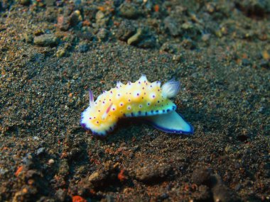 Gerçek deniz yaratığı