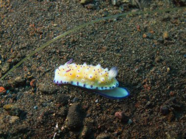 Gerçek deniz yaratığı