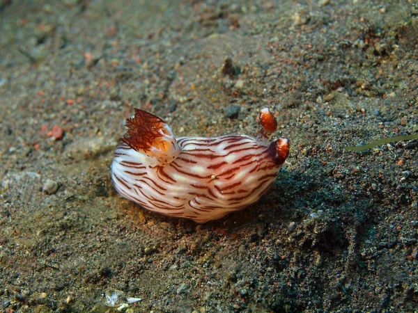 Echte Meeresschnecke — Stockfoto