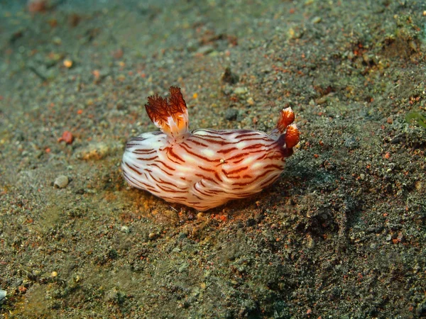 Vere lumache di mare — Foto Stock