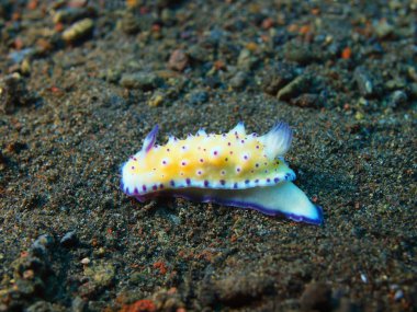 Gerçek deniz yaratığı