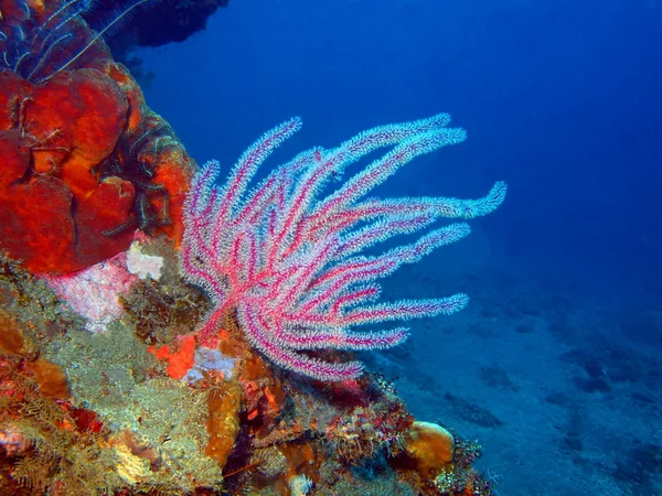 Gorgone coral — Stockfoto