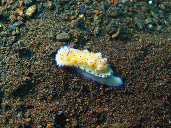 Vere lumache di mare — Foto Stock