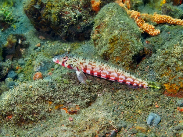 Pesce corallo — Foto Stock