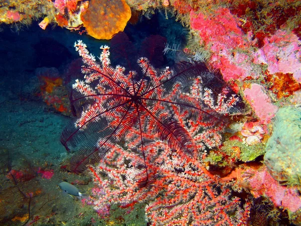 Corail gorgone — Photo